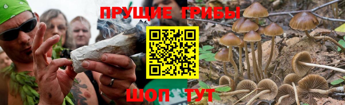Кинель  Галлюциногенные грибы прущие грибы  Псилоцибиновые грибы Magic Shrooms  Вход с VPN 